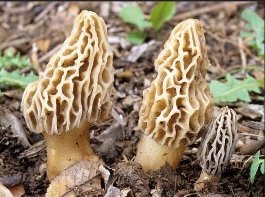 食用菌 (4).jpg 食用菌 (4).jpg