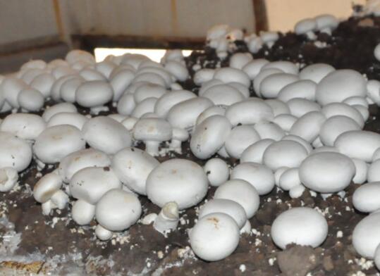 雙孢蘑菇 雙孢蘑菇